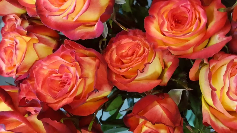 Bouquet de roses oranges