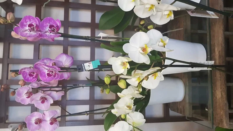 Phalaenopsis