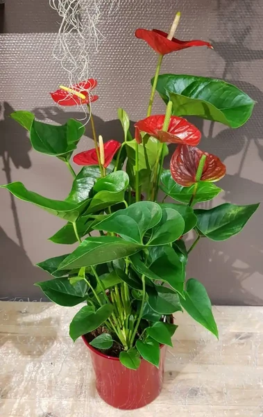 anthurium