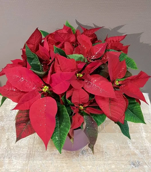 poinsettia