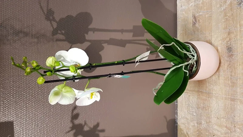 phalaénopsis