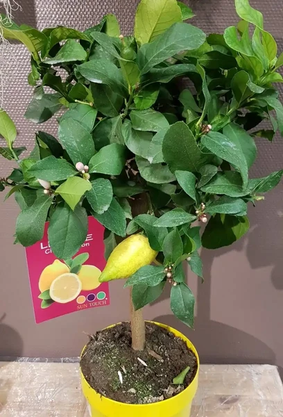 citronier