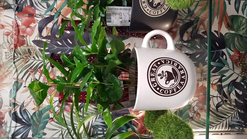 Cafféier ou Coffea