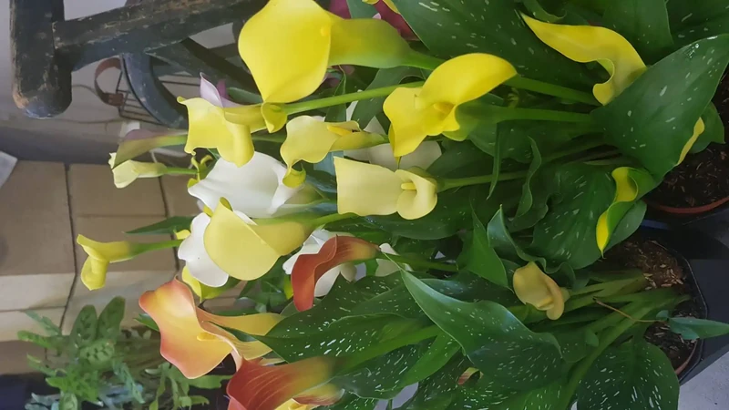 Calla