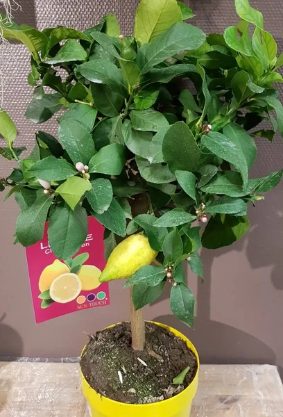 Citronnier